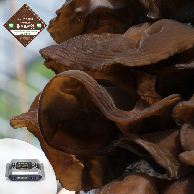 마이산 오형제 목이버섯 무농약 청정지역 직접재배 산지직송, 1개, 1kg