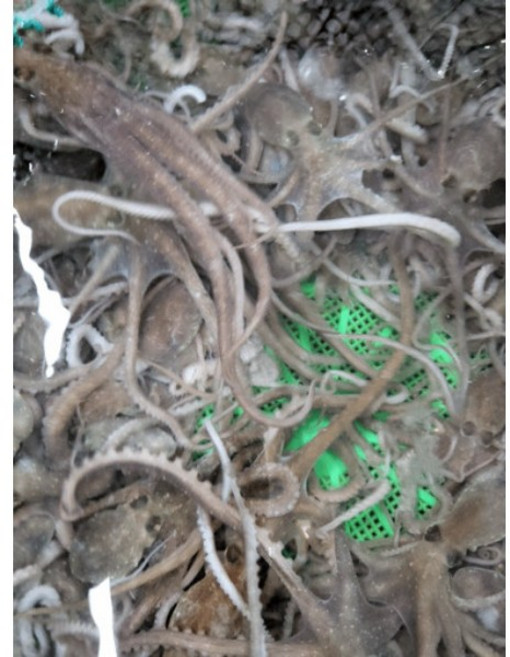 고흥뻘낙지 세발낙지 10마리, 1개
