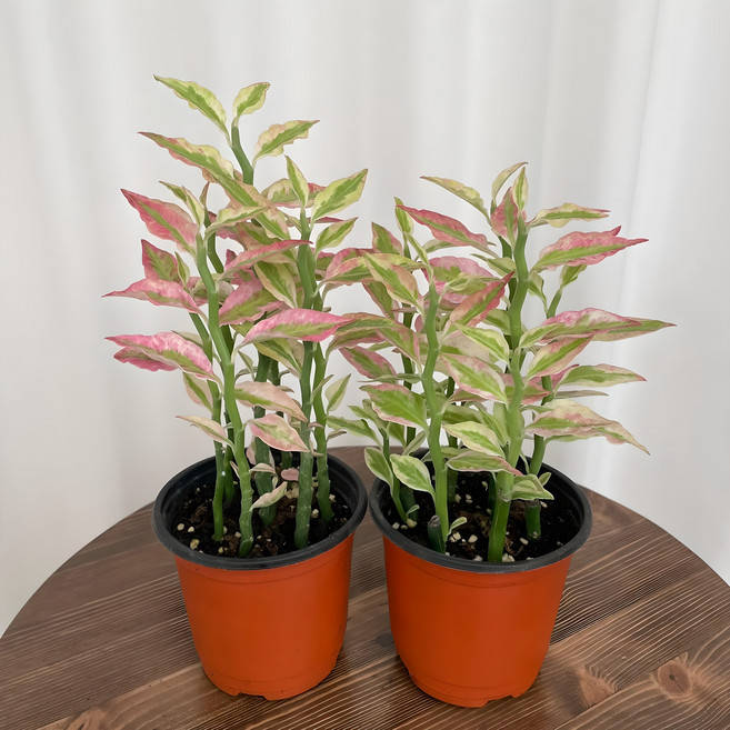 천국의계단 1+1 온정원 공기정화식물, 2개, 그린