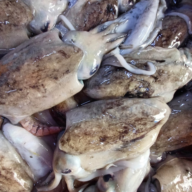 청정지역 손질 급냉동 제주 갑오징어 오징어튀김 오징어볶음 1kg 손질후 600g, 1개