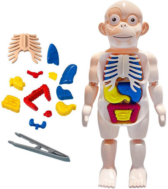 KesB 인체 장기 구조 해부 모형 2210 장난감 탐구 미니어쳐 아동 어린이집, 1개