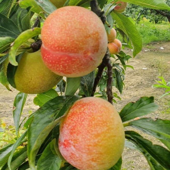 착한가격 나무생각 / 자두나무 / 추희 / 접목1년(중묘) / 1등묘, 1개