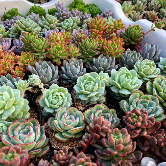 예쁜 다육이식물 중복없이 10개 랜덤 국민다육이 챈들화방 농장직영 운영, 10개 랜덤 세트(리뷰), 식물 이름표