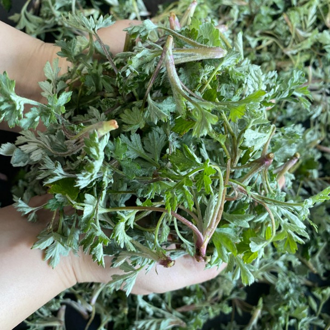 봄향 가득 통영 자연산 생 쑥 100g, 1개