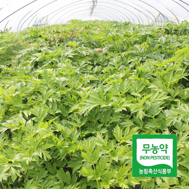 무농약 신선초 녹즙용 주스용, 500g, 1개