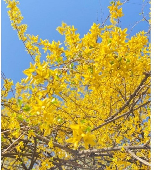 광일농원 개나리나무 2년생 30주, 30개, 개나리