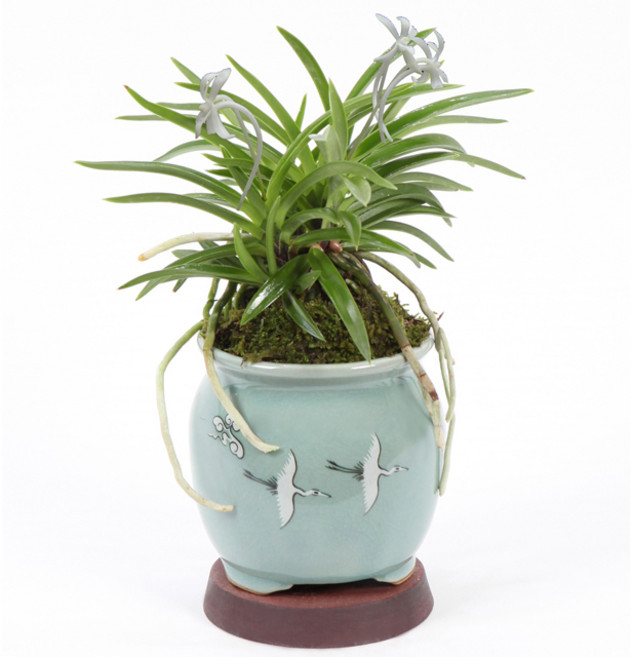 선물용 난 분재 승진 취임 영전 동양란 서양란 꽃배달 소나무분재 개업화분 축하화분 공기정화식물 생일선물, 청자운학-소예풍란, 1개