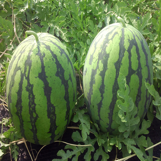 달달하고 시원한 경남 함안 하우스 수박, 1개, 하우스 수박 5kg 전후