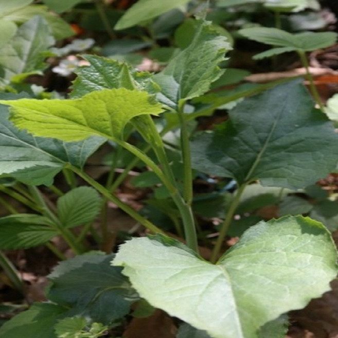국내산 부지깽이 취나물 향긋한 봄 제철나물 신선배송 건강 나물 반찬용, 1kg(1박스)
