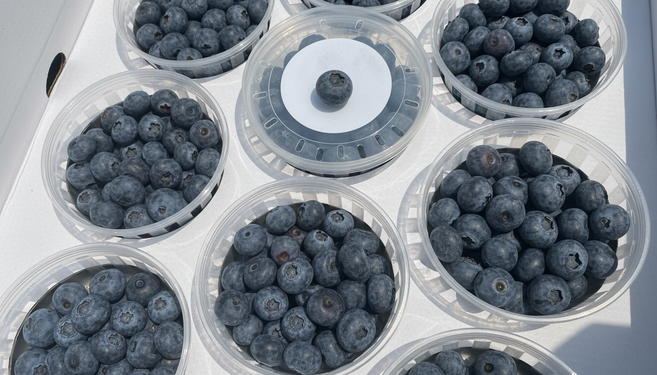 [산지직배송]상큼달콜 과즙 가득 신선한 블루베리(국내산), 1개, 블루베리 1kg