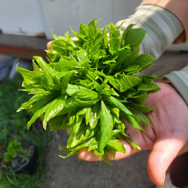 무농약 토종 오가피순, 1kg, 1kg, 1개