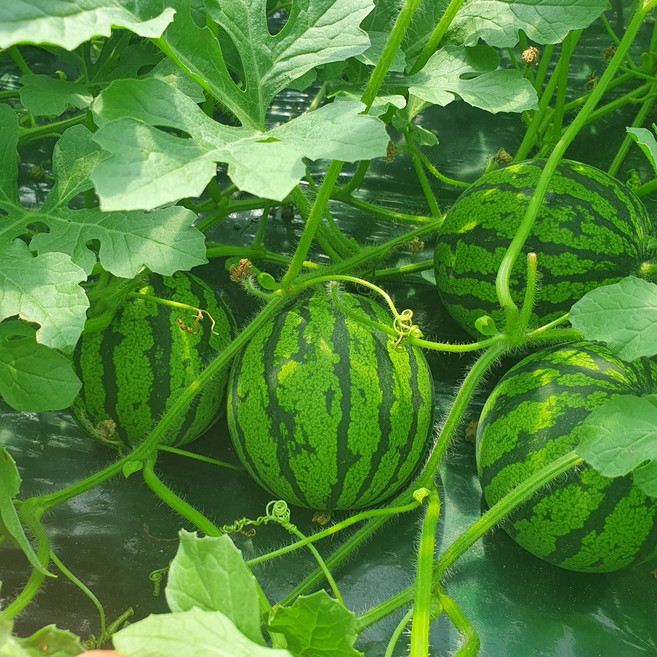 (사과처럼 깍아먹는) 미니 애플수박 국내산 초 고당도 에어포켓&에어버블 벌크포장, 1개, 1통 (1kg내외)
