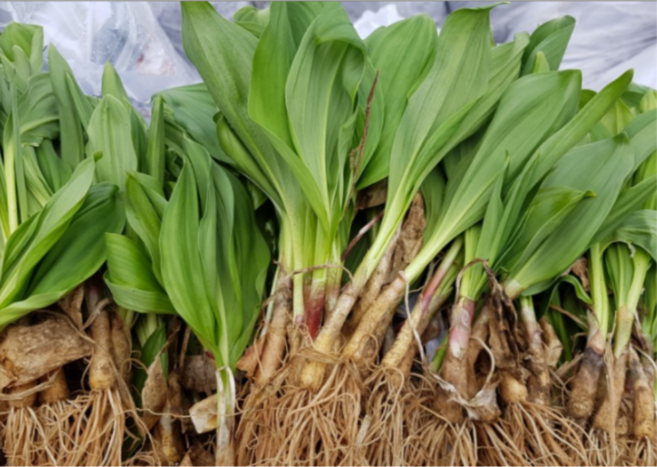 초록담아 울릉 도 명이나물 묘종 명이 명의 모종 산마늘 종근 구근 묘목 특산물 자연산 재배 4년근 5년근 6년근 50촉 100촉 200촉, 100개