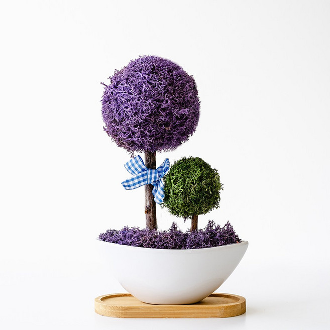 스칸디아모스 달빛모스 화분, 1개, 09_퍼플