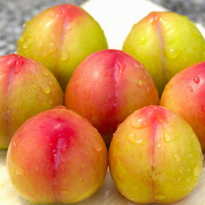 [재구매율1위] 당도max 과즙폭발 올해마지막 추희자두, 1개, 1kg