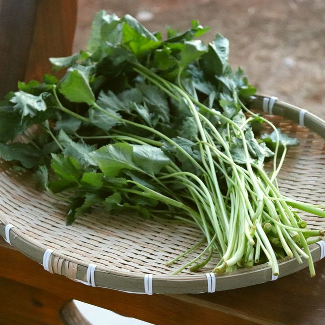 농산물마루 제철 국내산 참나물, 1박스, 4kg