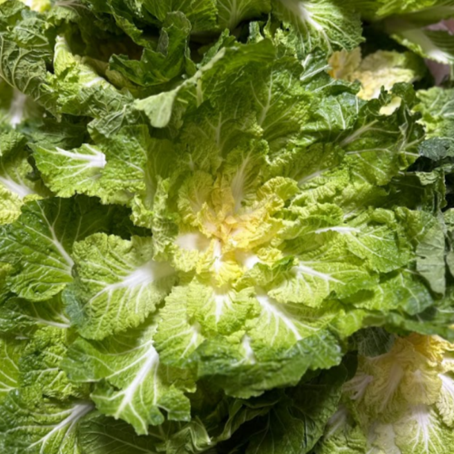 [화제의 봄동비빔밥] 국내산 산지직송 특상품 제철 봄동, 1박스, 1kg