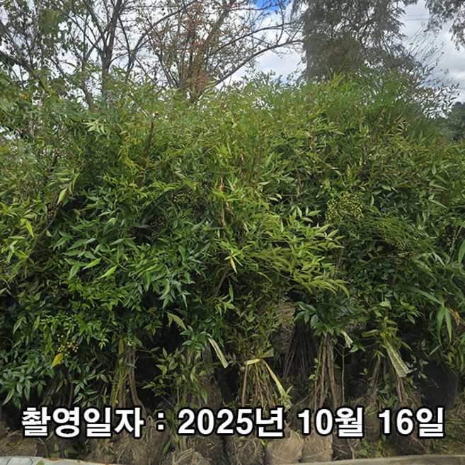 충주원예조경 / 남천나무 / 1.2m, 1개