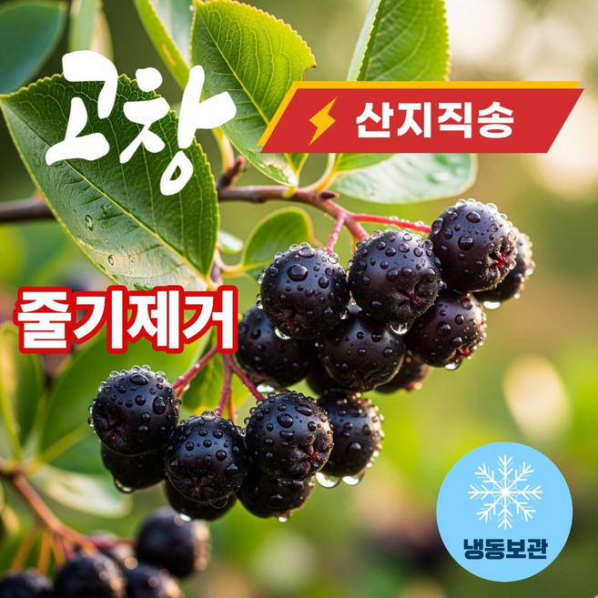 더맛곳간 국내산 고창 생 아로니아 국산 생과 시즌 종료 시 냉동 발송, 1개, 2.5kg 특품