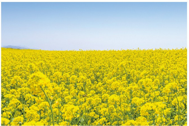 봄배경현수막 1426 유채꽃 어린이집 180×120cm