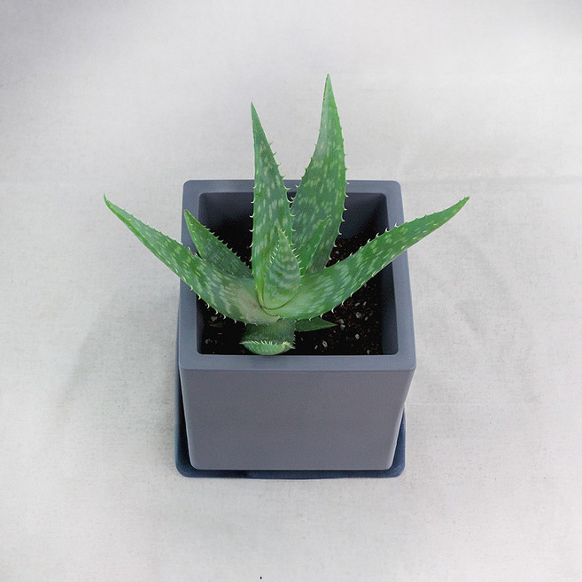 유기농 사포나리아 알로에 공기정화 취미 화분 반려식물, 1개