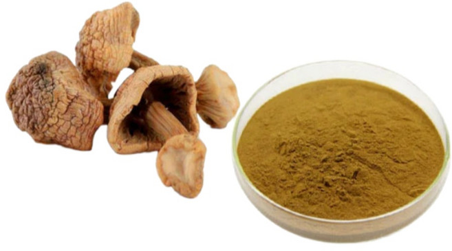 30배 농축 아가리쿠스 희송이 브라질버섯 추출물, 1kg, 1개