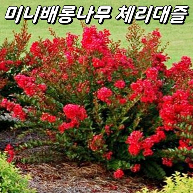 체리대즐(Cherry Dazzle) 미니배롱나무 120L포트묘 미니백일홍 목백일홍 백일홍나무 왜성백일홍, 체리대즐, 1개