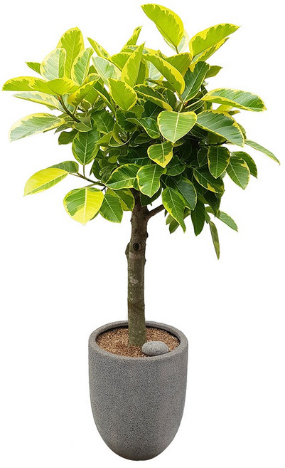 도자기랑나무랑 개업 개원 축하화분 거실반려식물 실내공기정화 금전수 뱅갈고무나무, 1개, 뱅갈고무나무 대형축하화분 DLP-074