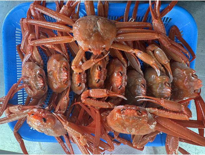 선장픽 후포리 박달 홍게 수율 80~90% 1박스 4KG 8~10미