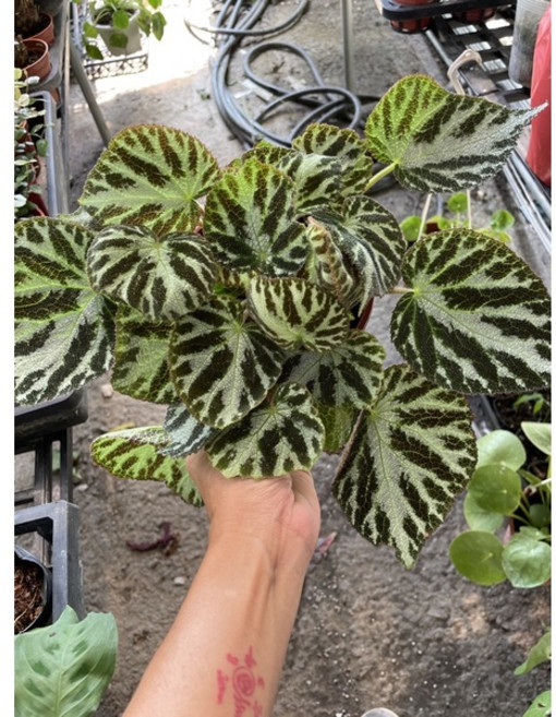 霏霏園藝 老虎海棠 5吋盆栽 居家觀葉植物 易於照護, 1個