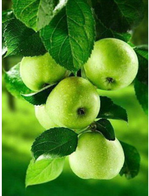 금전을 부르는 아오리 사과 그린 보석 십자수 DIY 재물 풋 사과 40 50, 1개