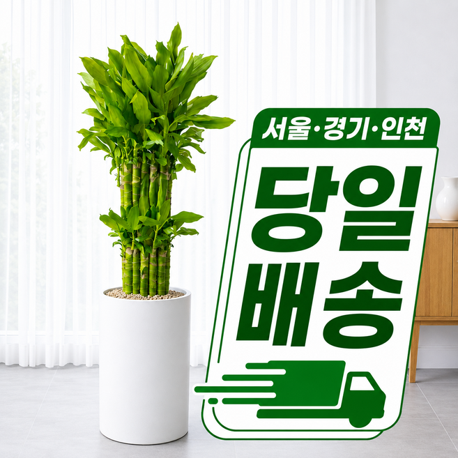 당일배송 개업식 축하 화분 개업화분 병원 개원 식당 미용실 사무실 이전 집들이 승진 대형 특대형, 1개, 1.대형 황금죽(직접배송) + 서랍형 물받이받침