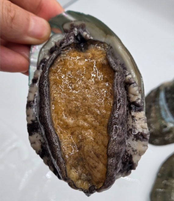 푸른마을 바다의산삼 싱싱한 활전복 완도 산지직송, 1박스, 완도산 활 전복 1kg(13~16미 / 중대)
