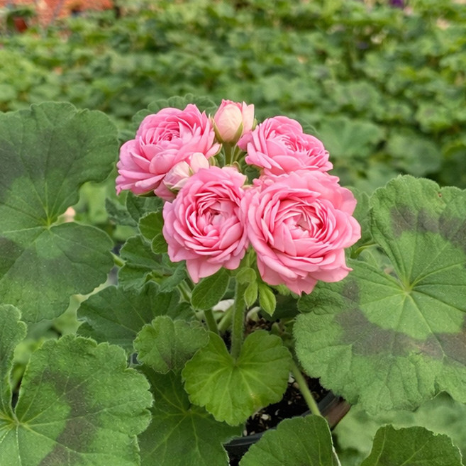 마이플랜트 디아즈 시레나 제라늄 소형 꽃모종 야생화, 3개