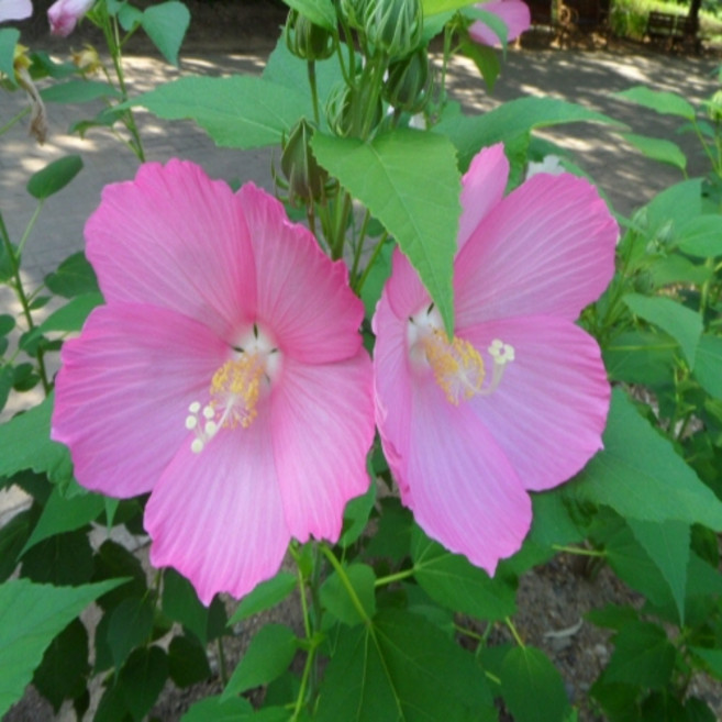 미국부용 (부용화) 씨앗 소포장 대포장, 소포장 20립, 1개