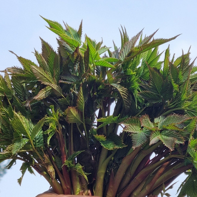 [명인농부님 농장생산] 판매1위 우수상품 눈개승마, 1kg, 1박스