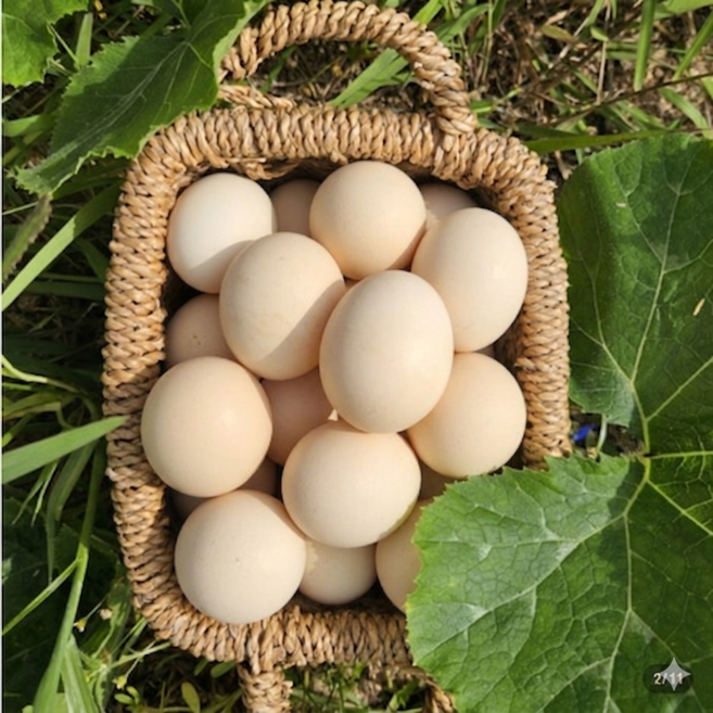 백봉 오골계 15구 부화용 유정란 토종닭 종란, 부화용 백봉 오골계 15구