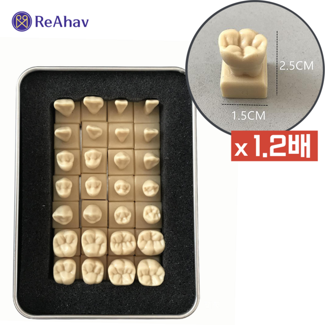 레아하브 덴트박스 1.2배 치아모형, 28개