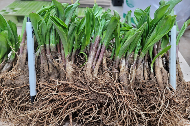 산마늘 모종 울릉도종 명이나물 5년생 55촉 110촉, 5g, 55개