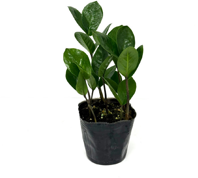 감동샵 금전수 소품 개업 화분 집들이 선물 돈나무, 1개