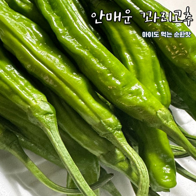 안 매운 순한맛 꽈리고추 당일경매 300g 500g 1kg 2kg 1개