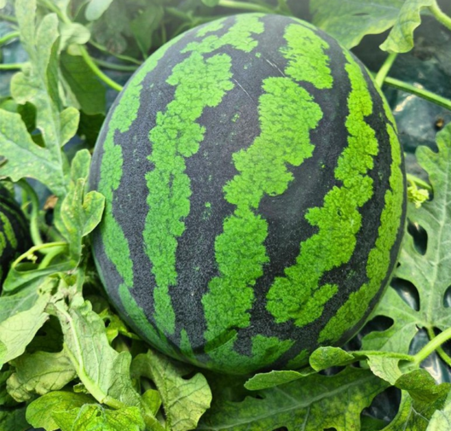 [다정한과일] 고당도 하우스 수박, 1개, 5kg 내외