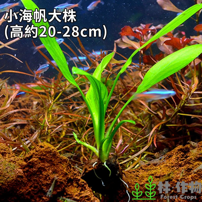 林作物 小海帆皇冠草 水中葉 後景水草 新手入門 不需CO2 陰性植物 大株 (約20-28公分), 1個, 小海帆皇冠草(大株)