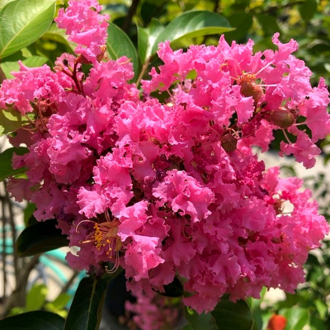 핑크벨로 백일홍나무 포트 묘목 배롱나무 목백일홍 핑크 분홍빛 여름꽃 개화주 정원 조경수 (목하원예조경), 1개