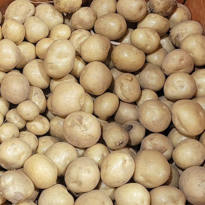 국내산 햇 감자, 1박스, 작은조림1kg