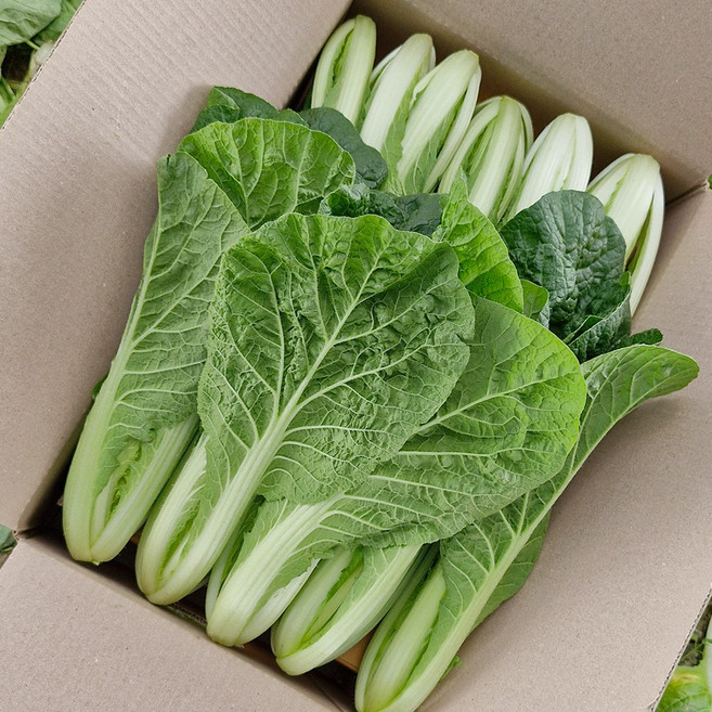 [갓따옴] 고소한 얼갈이 | 김치용 | 수확 발송, 1개, 2kg