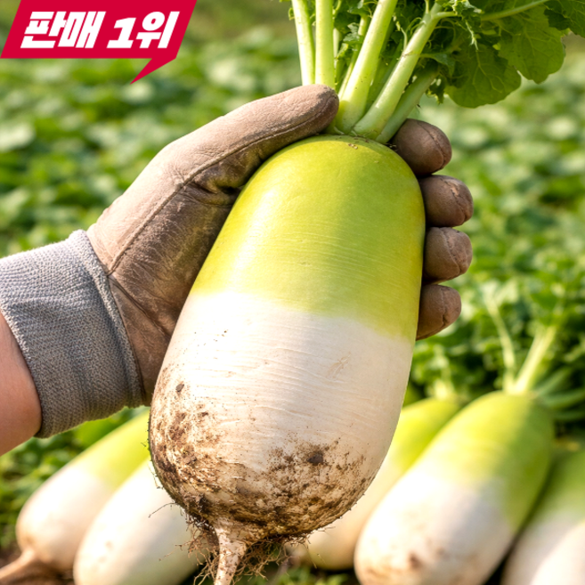 [2차완판] 아삭달콤 국내산 고당도 제주 월동무, 1박스, 10kg(초특가구성)