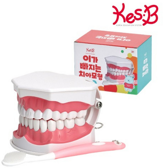 교육용 이가빠지는 치아모형x1개 교육용치아모형, 1개
