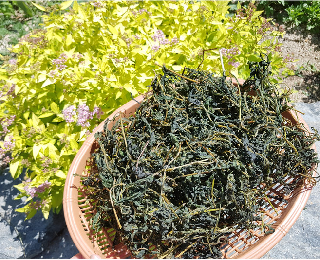 국산 햇 개망초 건나물100g/200g 개망초 묵나물 망초나물 산나물, 100g, 1개