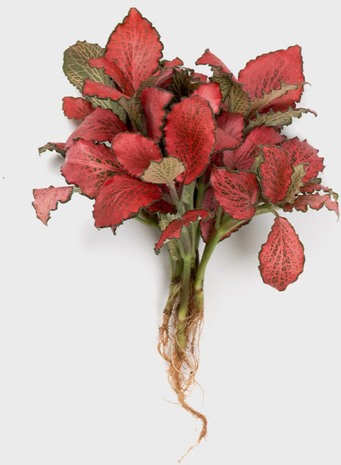 메이크정글 흙 없이 키우기 쉬운 수경재배 흙 세척 식물 모음, 휘토니아 레드스타